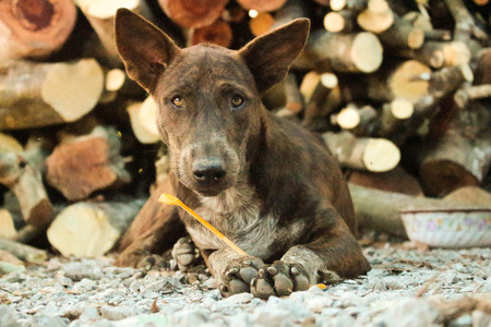 brown dogの写真素材