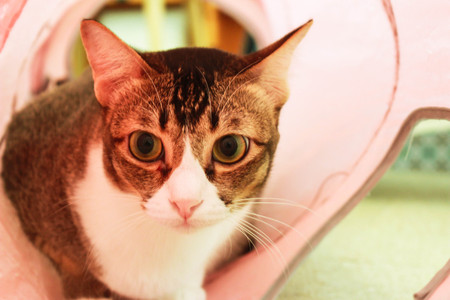 Tora in the tunnel toy.の写真素材