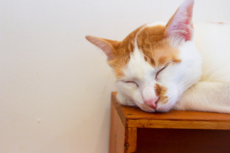 The cat want to sleep.の写真素材