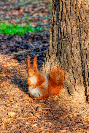 Red squirrel observing while sitting on the groundの写真素材