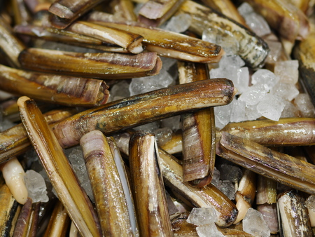 Large pile of fresh raw razor clamsの写真素材