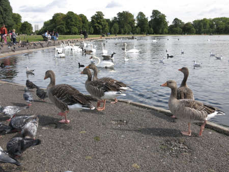 Parade of ducksの写真素材