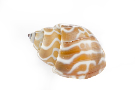 studio macro photo of nice orange striped sea snail on white backgroundの写真素材
