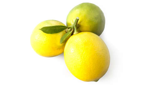 studio closeup photo of three fresh and natural lemons together on a branchの写真素材