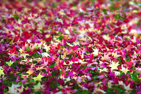 beautiful reddish fall leaves on green grass with focus in the middle of blurred