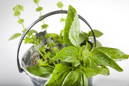 bunch of basil in a bucket for waterの写真素材