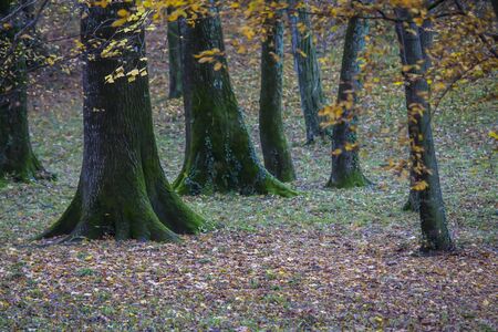 the trunks in the park are overgrown with moss in early fall