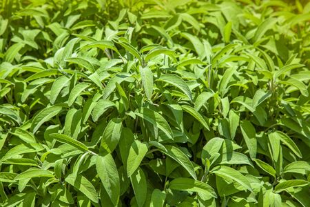 sage plants planted in a karst garden in sloveniaの写真素材