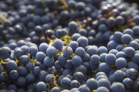 detail of a bunch of merlot grapes, a small spider on top of a grape berryの写真素材
