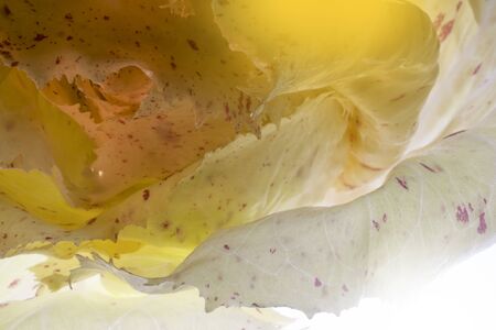 losup macro photo of castelfranco chicory executed in lightbrush tecnique