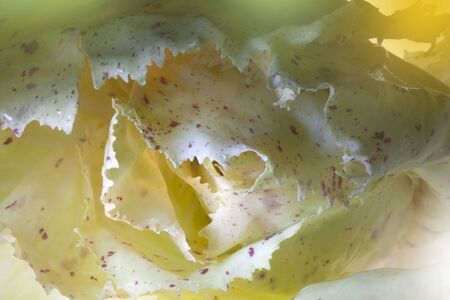 losup macro photo of castelfranco chicory executed in lightbrush tecnique
