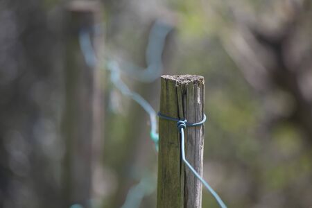 a photo of a pole part of a row in an empty vineyardの写真素材