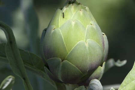 Detail of  an Ant Exploring the Top of Artichoke Flowerの写真素材