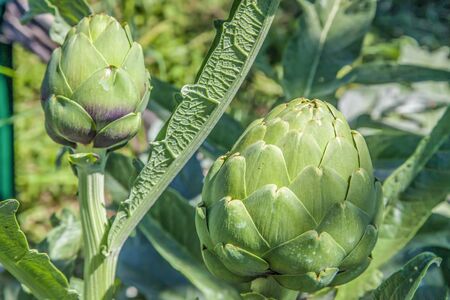 Artichoke Bulb Flowers in Garden on Early Sun in the Morningの写真素材