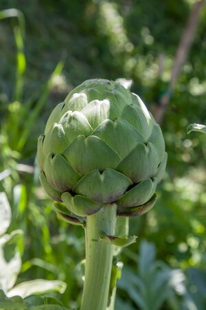 Artichoke Bulb Flower in Garden on Early Sun in the Morningの写真素材
