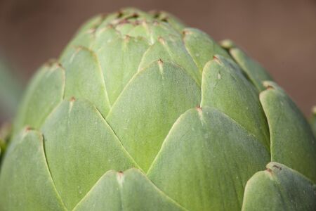  Very Close up Photo Artichoke Bulb in Early Growth State on Soil Backgroundの写真素材