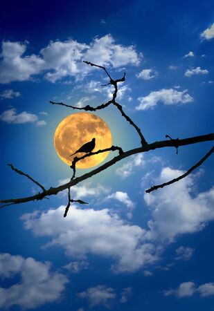 Dove Bird silhouette of the Full Yellow Shinny Moonの写真素材