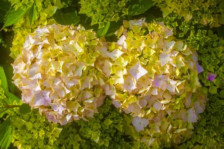 Pair of Hortensia Flower Selective Focus Photoの写真素材