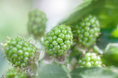 Macro Photo of Young Growing Still Green Blackberries on a Branchの写真素材