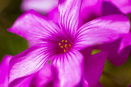 Macro Photo of Geranium Flower Pink & Shinnyの写真素材
