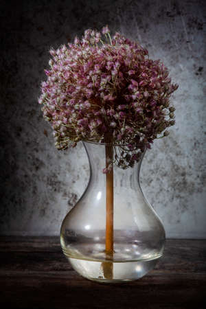 Allium Flower on Stem in Glass Vase on Grunge Backgroundの写真素材