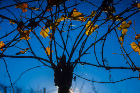 Backlight Sun Creating Silhouette Photoi n Vineyard in Sempeter. Decorated With Blurred Colored...