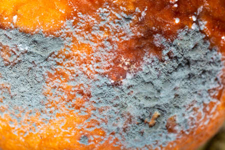 Very Close  Macro Photo of  grey Mould Spots on Orange Skinの写真素材