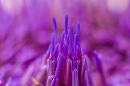 Macro Photo of Ends of Purple Needles of Artichoke Flower in the Morning Light