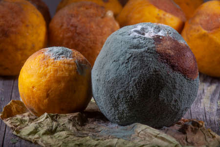 Macro Photo of Mould Spots on Oranges Skin With Others Waiting Behind