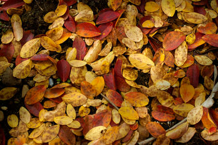 Photo Of  Colorful Small Autmn Leaves on the Groundの写真素材