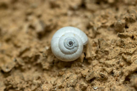 Close up Selective Focus Photo of Light Grey Snail Lupine on the Light Brown Wall