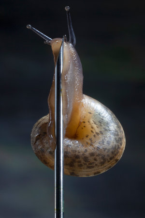 Sleazy Snail as a Pole Dancer.Climbing to the needle Point.Bar Atmosphere With Spotlight and Dark...