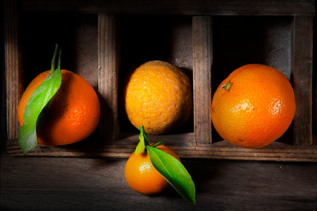 Citruses Lighted with Sharp Light in Wooden Boxes.Citrus Tachibana, Two Tangerines and Poncirus Trifoliata.の写真素材