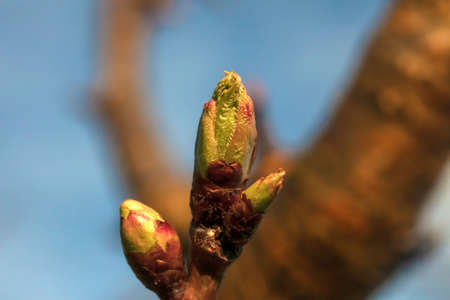 Macro Photo of Cherry Bud on a Branch. New Fruits Expected Selective Focus Used.