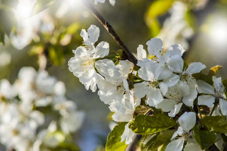 A Cluster of Cherry Blossoms on a Branch. Photo Taken on Tree in Orchard. Natural Blurred Background.の写真素材