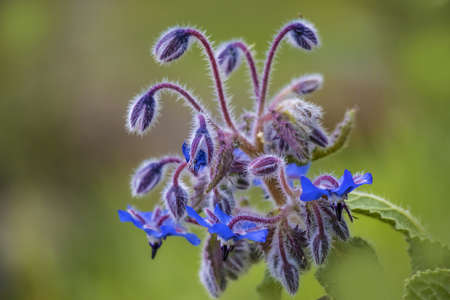 Selective Focus on Borage Flowers Splendor  in Morning Light. Medicine Plant for Skin Diseases