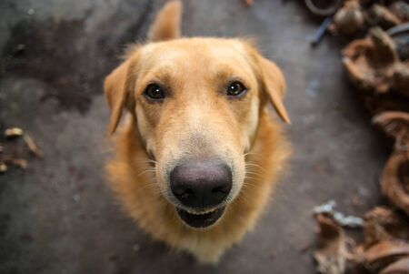 Young brown golden retriever make eye contact.の写真素材