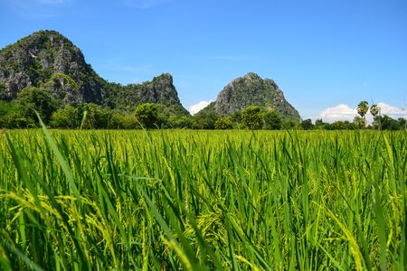 Fresh rice paddy with grand mountain and blue sky background. In-season organic rice.の写真素材