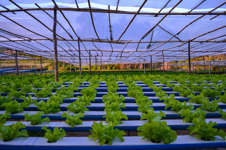 Plant organic hydroponics green vegetableの写真素材