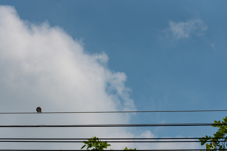 The branches are left and the sky is clouded.の写真素材