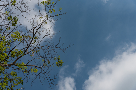 The branches are left and the sky is clouded.の写真素材