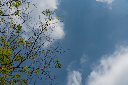 The branches are left and the sky is clouded.の写真素材