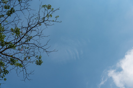 The branches are left and the sky is clouded.の写真素材