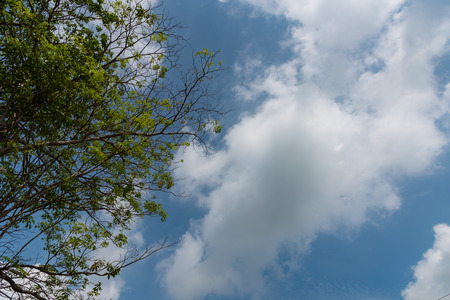 The branches are left and the sky is clouded.の写真素材