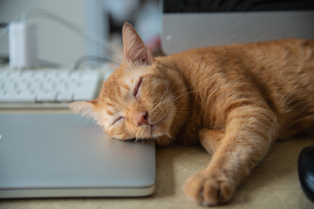 Yellow Cat sleeping over a laptop on on work deskの写真素材