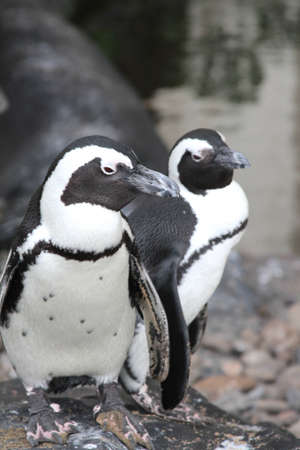 a pair of black footed penguinsの写真素材
