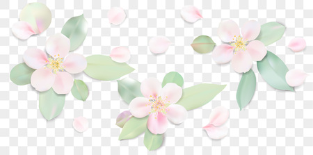 Soft green color leaves and pink apple tree flower with petals isolated illustration templateのイラスト素材