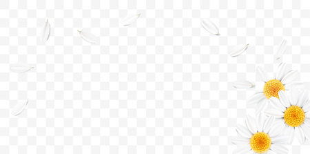 Soft pastel color floral 3d illustration on transparent background. Yellow and white wild camomile flowers and petals watercolor style vector illustration template. Eco organic patternのイラスト素材