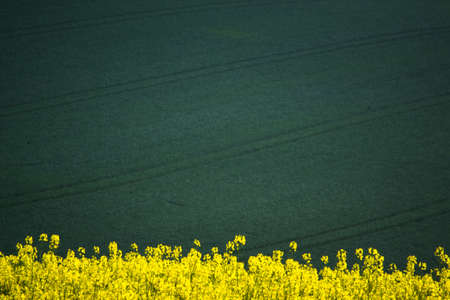 Green spring field abstract eco background. Summer yellow Rapeseed wallpaper. Blooming canola flowers.の写真素材