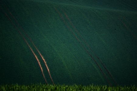 Green spring field abstract eco background. Summer hill color nature wallpaper.